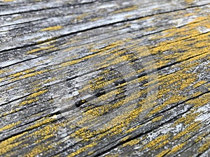 Lichen on outdoor surface
