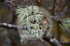 Lichen over tree