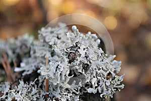 lichen
