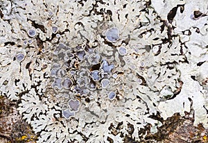 Lichen Parmelia on a tree trunk