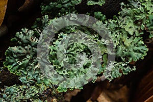 Lichen - Parmotrema reticulatum Growing on fallen log
