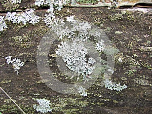 lichen photo - a piece of log, covered with lichen