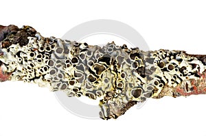 The lichen Physcia aipolia on white background