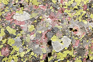 Lichen on pink rock