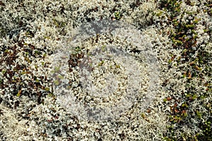 Lichen of polar region