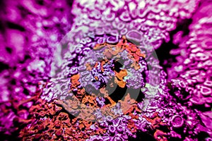 Lichen in ultraviolet