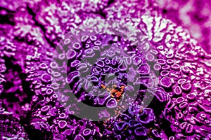 Lichen in ultraviolet