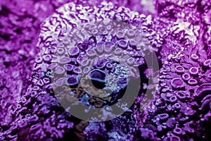 Lichen in ultraviolet