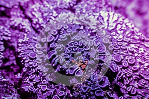 Lichen in ultraviolet