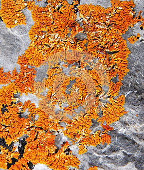 Lichen on rock