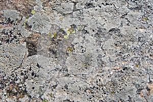 Lichen on rock - clear green on gray and beige surface