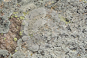 Lichen on rock - clear green on gray and beige surface