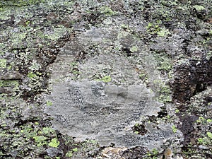 Lichen on rock face abstract nature patterns in detail