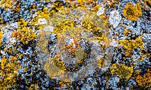 Lichen on rock photo