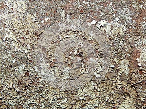 Lichen Rock - Moss Rock