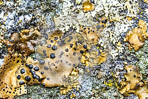 Lichen On Rock in Yosemite National Park