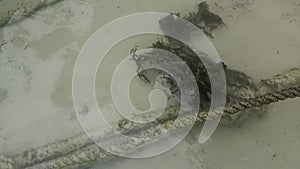 Lichen Rope in Sandy Beach Water Crystal Texture Background.