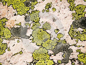 Lichen And Rose Quartz Abstract photo