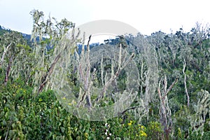 Lichen in ruwenzori mountains