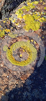 Lichen-seal on the norten rock photo