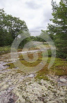 Lichen and shrubs on glacial bedrock in canada