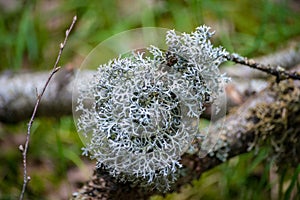 Lichen silver bunch clump moss detail close-up branch