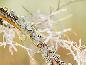 Lichen and Spanish moss