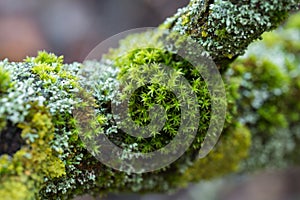 lichen species and moss on tree branch selective focus