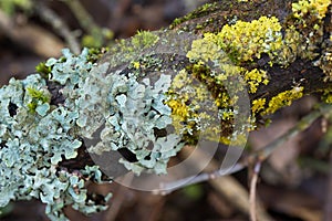 lichen species and moss on tree branch selective focus