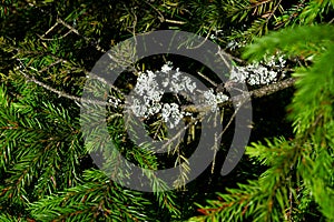 Lichen on spruce in the mountains