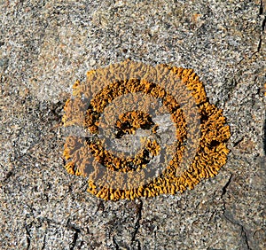 Lichen on Stone 1