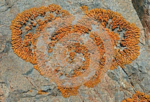 Lichen on stone 1