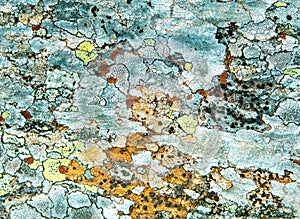 Lichen on stone