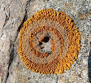 Lichen on Stone 2