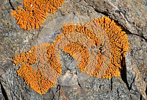 Lichen on stone