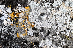 Lichen on stone