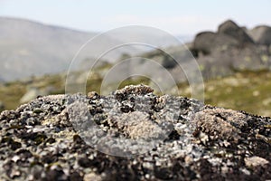 Lichen and stone