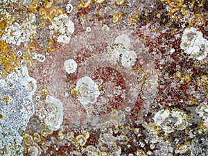 Lichen on stone.