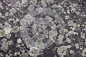 Lichen on stone background