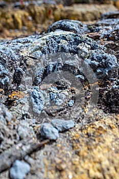 Lichen on the Stone near to the Paramo photo