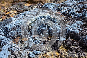 Lichen on the Stone near to the Paramo photo