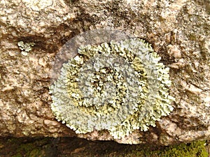 Lichen and Stone in Penhasco Dois Irmaos Park Rio de Janeiro Brazil. photo