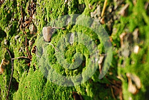 Lichen and stone on soil