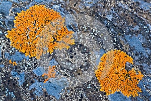 Lichen on stone texture background