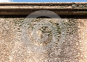 Lichen on stucco