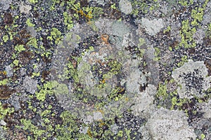 Lichen textures