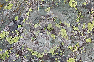 Lichen textures