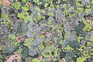 Lichen textures photo