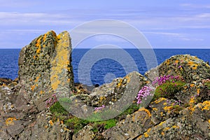 Lichen and Thrift growth, coastal rocks photo