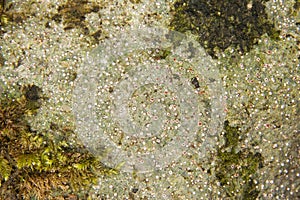 Lichen Trapelia coarctata.